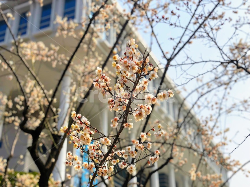 매화,꽃,봄,홍매화,전남대학교,flower