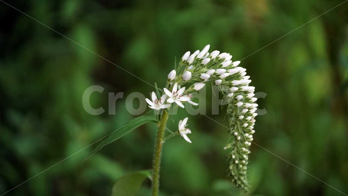 까치수염,꽃,플라워,자연,식물,여름꽃,nature,flower,꽃사진,plants,풍경,landscape,접사,macro,봄,spring,계절,season,식물,자연,plants,nature,꽃,flower