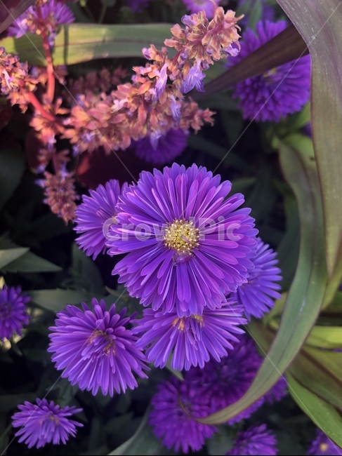 가을,꽃,보라꽃,아스타,가을꽃,식물,자연,plants,nature,꽃,flower