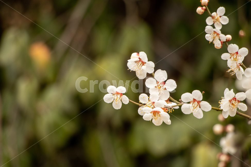 매화,매화꽃,매실꽃,백매화,흰매화,봄,계절,spring,season,식물,자연,plants,nature,꽃,flower,plant