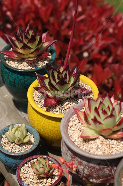 다육,다육식물,다육화분,예쁜식물사진,식물사진,실내용화초,화분,화초,house plant