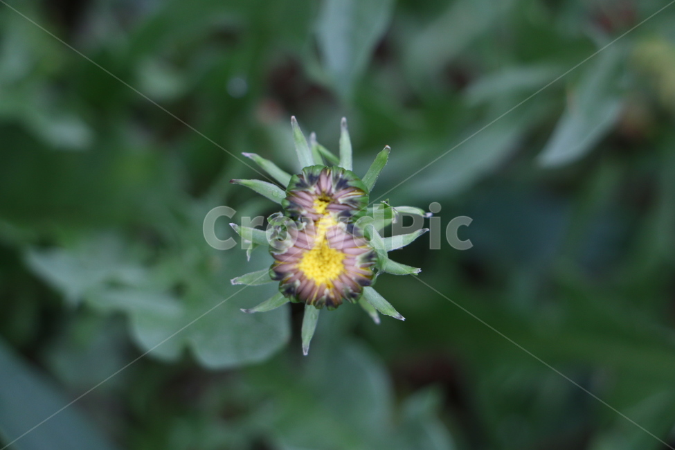 씀바귀,daisy,꽃,들풀,flower,식물,자연,plants,nature,꽃,flower