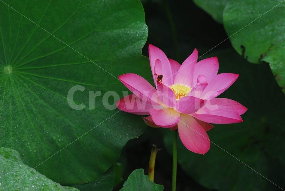 연꽃,꽃,식물,자연,분홍색,수생식물,식물,자연,plants,nature,꽃,flower,동물,animal,곤충,벌레,insect,bug