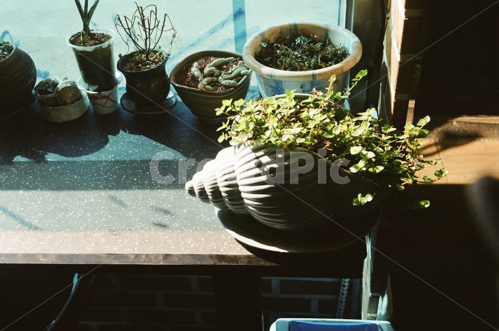 도기류,화분,식물,plant,pottery,항아리,병장식