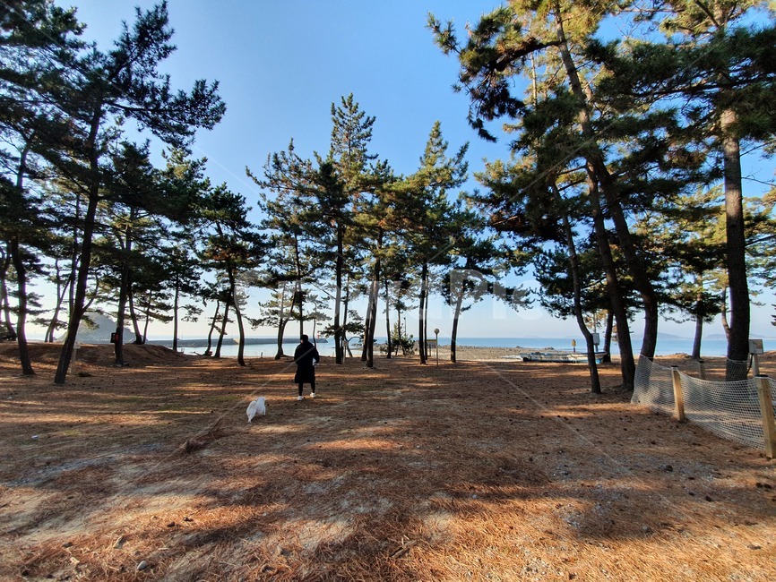 숲속,서해안,강아지,산책,반려견