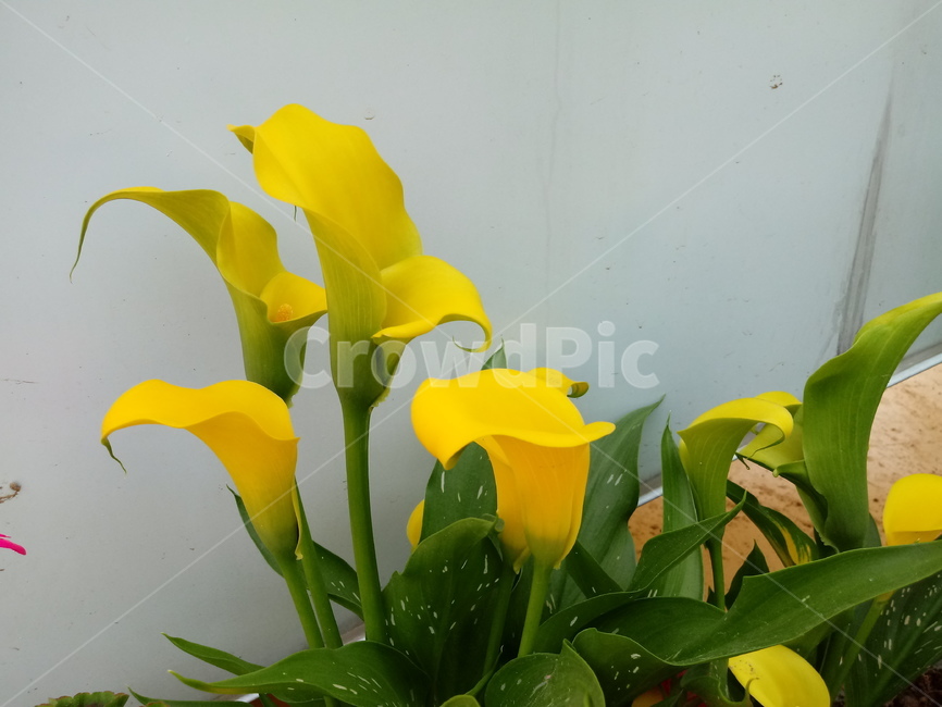 칼라,천남성과,calla,꽃꽃이용,식물,노란색꽃,식물,자연,plants,nature,꽃,flower