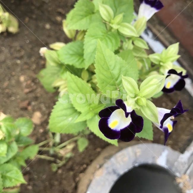 토레니아,여름제비꽃,차골꽃,포우르니에리토레니아,Bluewings,Torenia,wishboneFlower,현삼과,열대성초화,식용,식물,꽃,Flower,식물,자연,plants,nature,꽃,flower