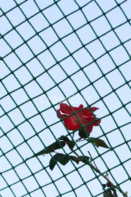 가을장미,장미,그물망,그물망과장미,감성사진,장미꽃,식물,식물,자연,plants,nature,꽃,flower