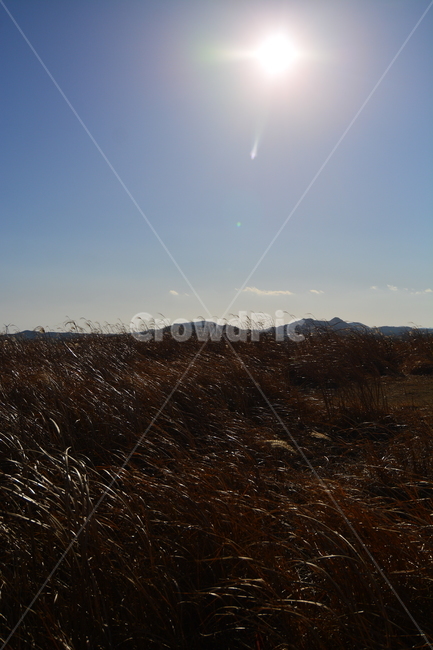 제주도,아끈다랑쉬오름,정상,억새,밭,흰구름,하늘,푸른,억새밭,억새물결,산책로,길,산책,제주,자연,풍경,경치,아름다운,전망,그림같은뷰,추천여행지,관광지,가을,낭만,오름,아끈다랑쉬,nature,landscape,산,화산,역광,바람,강풍,태양,햇빛,날씨,계절,1월의풍경