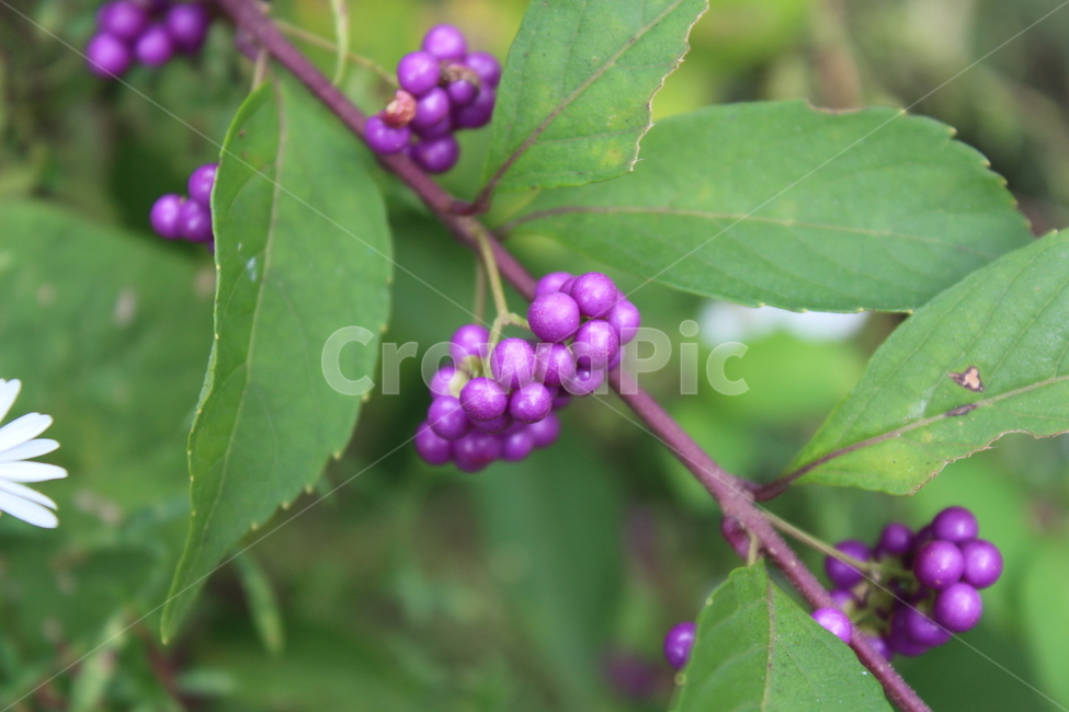 plant,식물,보라색,열매,purple,꽃,flower,과일,열매,fruit