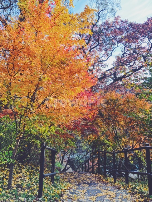 leaf,잎,plant,식물,tree,나무,단풍,maple,가을,fall