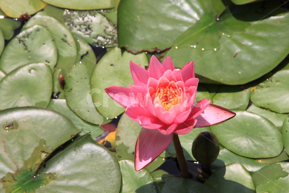 plant,식물,flower,꽃,연꽃,blossom,식물,자연,plants,nature,꽃,flower