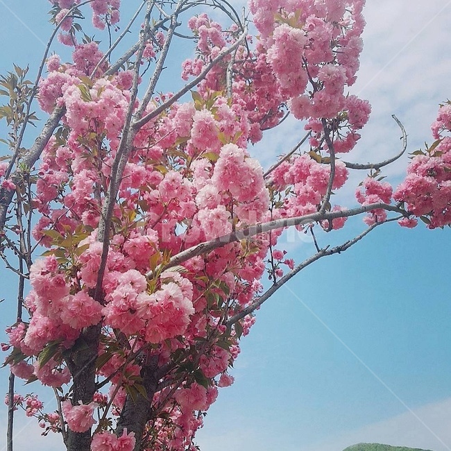 겹벚꽃,봄,나무,분홍색,자연,꽃,식물,자연,plants,nature,꽃,flower
