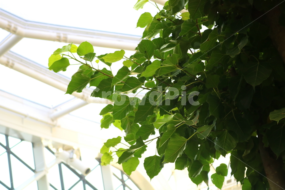 나무,보리수,인도보리수,뽕나무과,식물,활엽수,식물원,식물,자연,plants,nature,나무,trees,wood