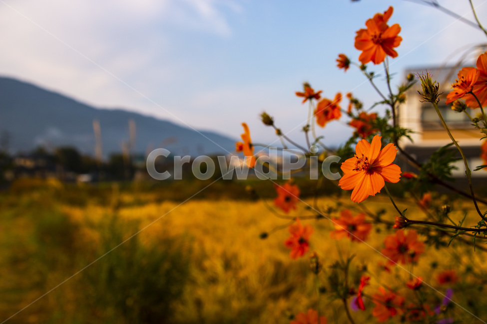 가을,코스모스,주황,배경,플라워,식물,자연,plants,nature,꽃,flower