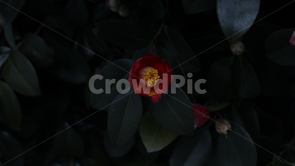 겨울,나무,동백나무,동백꽃,추위,식물,자연,plants,nature,꽃,flower