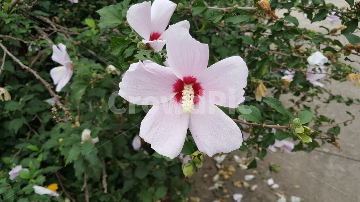 무궁화,꽃,무궁화꽃,대한민국국화,식물,분홍색,분홍무궁화