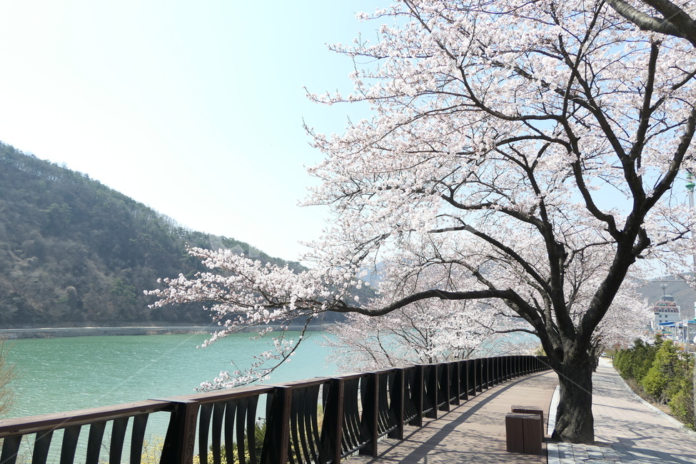벚꽃,단양강,단양,단양벚꽃,강변,봄,계절,spring,season,자연,풍경,nature,landscape,plant,식물