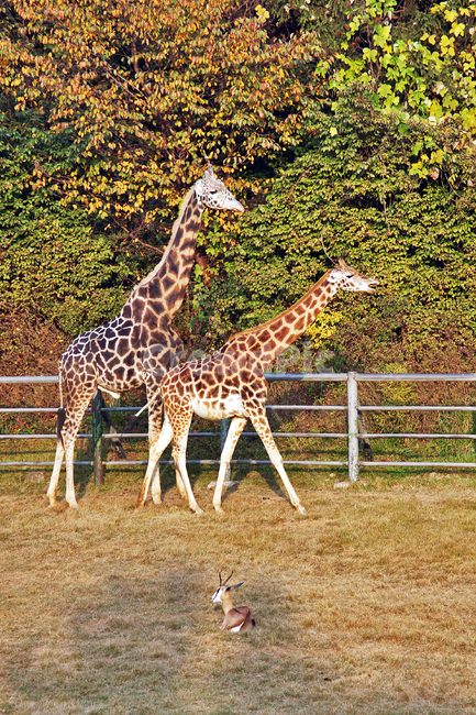 기린,동물,giraffe,초식동물,아프리카사바나