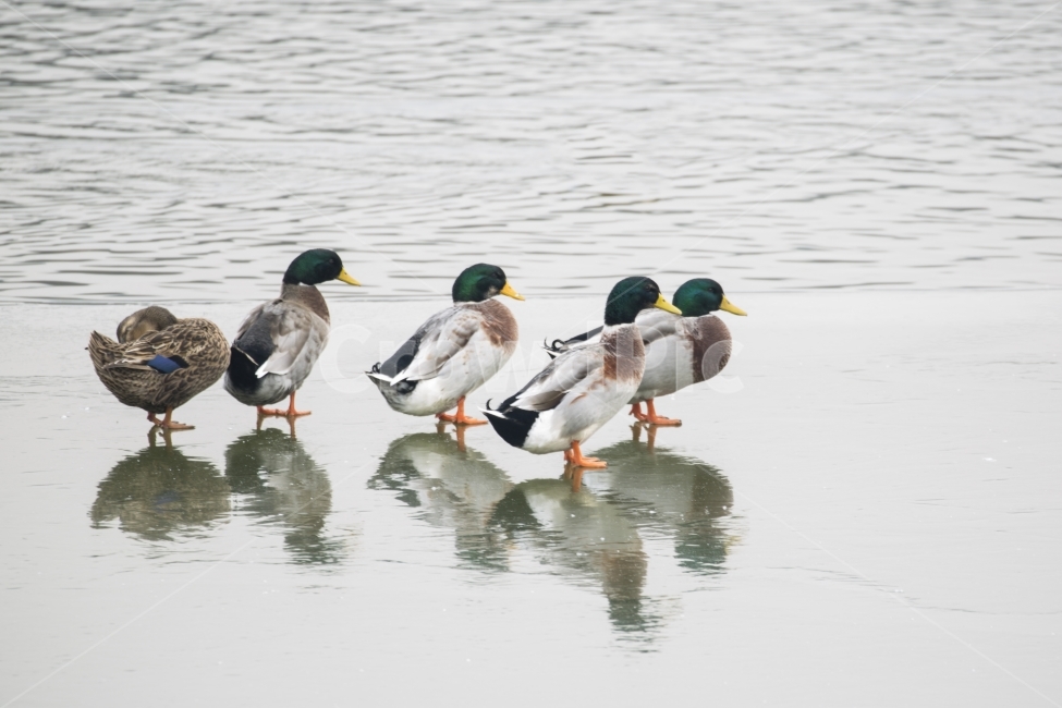 오리,호수,얼음,겨울,반영,동물,animal,조류,새,birds