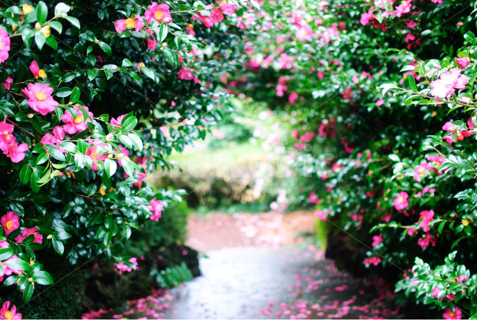 제주도,동백꽃,겨울,나무,꽃,식물,자연,jeju,camellia,winter,tree,flowers,plants,nature,식물,자연,plants,nature,꽃,flower