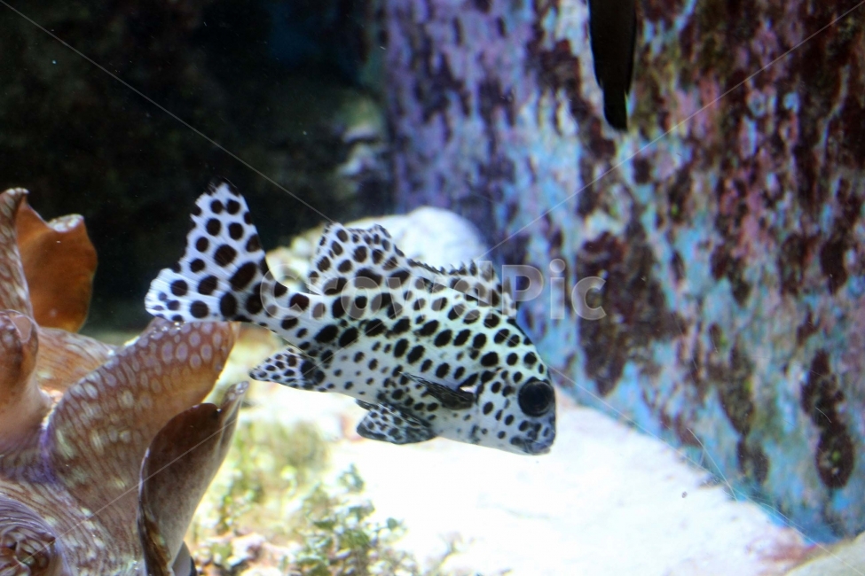 고기,물고기,생선,수족관,fish,점박이,점,수영,물,바다,헤엄,동물,animal,어류,물고기,fish