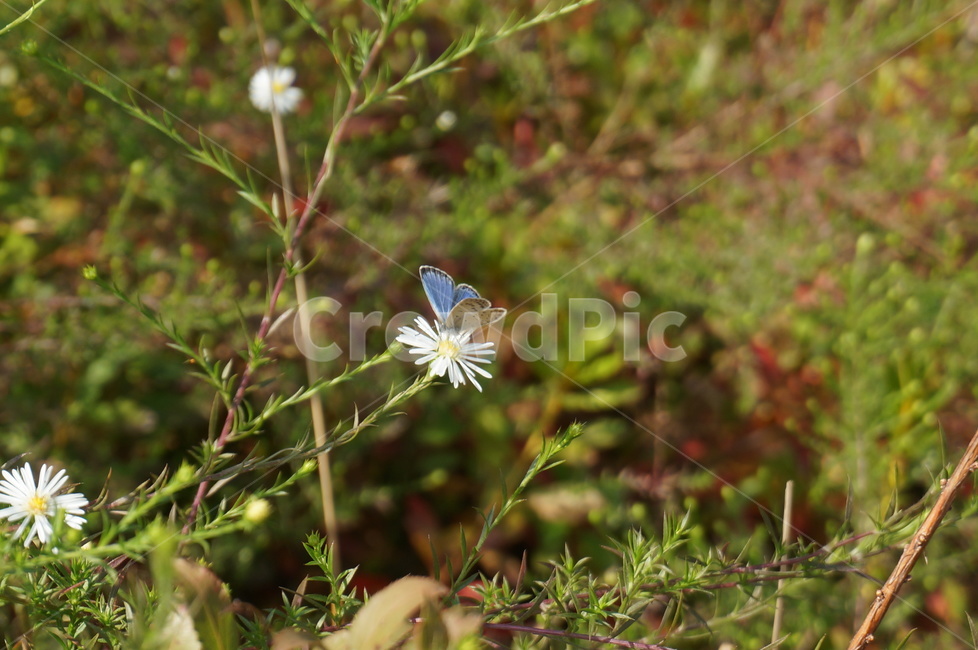 식물,곤충,나비,꽃,flower,plant,butterfly