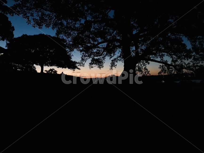 자연,나무,풍경,실루엣,그림자,노을,호주,외국,식물,nature,자연,풍경,nature,landscape,silhouette,tree,plant