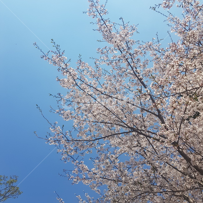 벚꽃,봄,꽃나무,하늘,식물