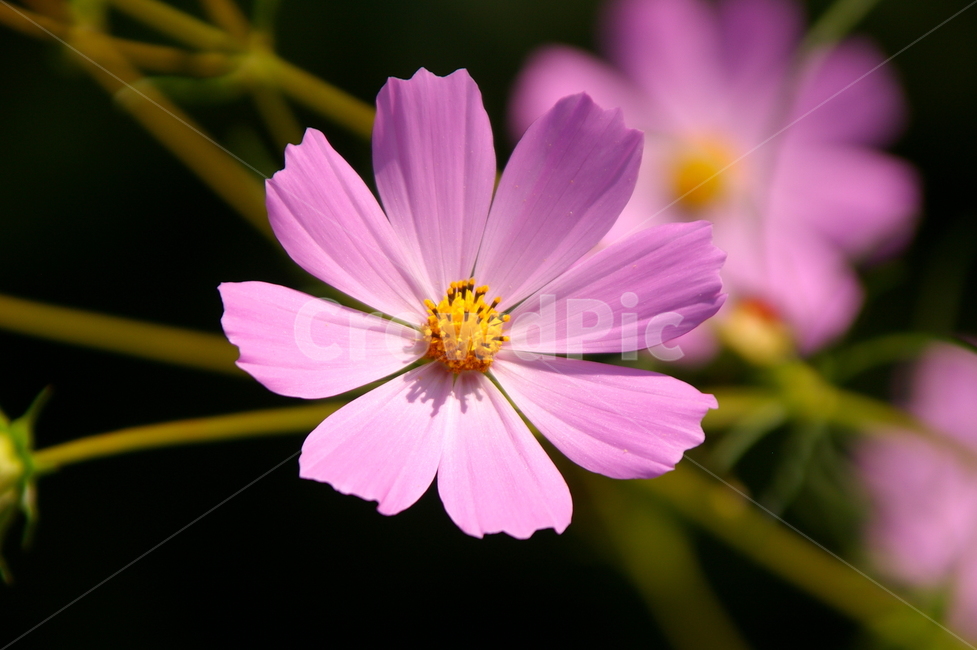 꽃,식물,꽃잎,flower,blossom,코스모스,코스모스꽃,식물,자연,plants,nature,꽃,flower