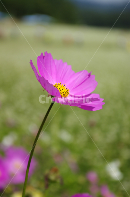코스모스,가을,꽃,flower,식물,가을,계절,fall,autumn,season,식물,자연,plants,nature,꽃,flower,plant