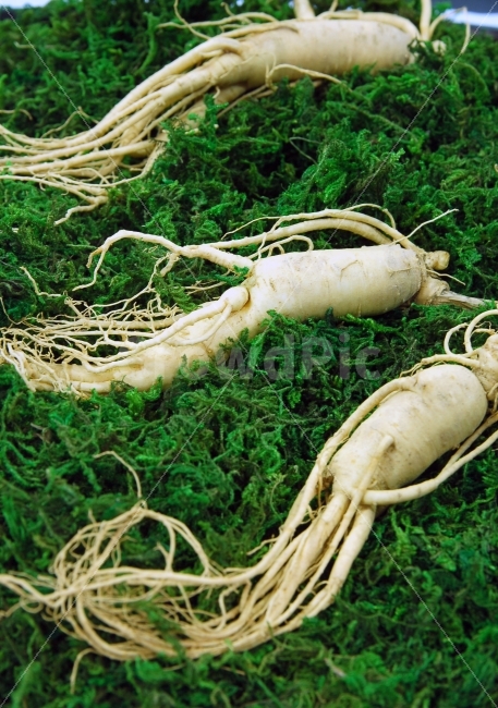 인삼,한약,한약재,보약,뿌리,식물,음식,건강,농산물,삼,식물,자연,plants,nature,한국전통,한국문화,korean traditional,korean culture,음식,식재료,요리,food,cook,meal,dishes,food reserves,의료,의학,병원,medical,hospital,clinic