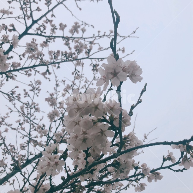 벚꽃,봄,꽃,분홍색,벚나무,핑크