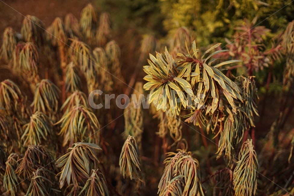 식물,나무,자연,nature,잎,식물,자연,plants,nature