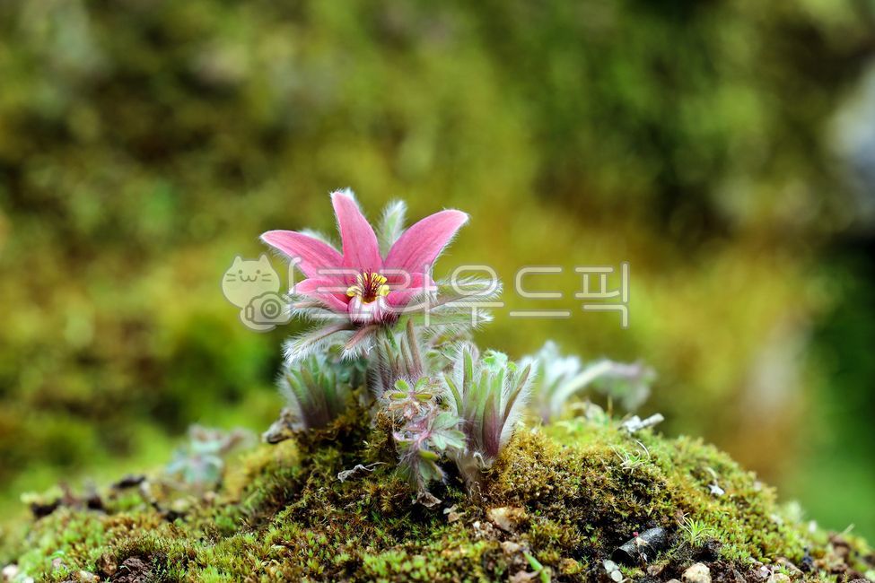 할미꽃,분홍할미꽃,식물,솜털,자연,야생화