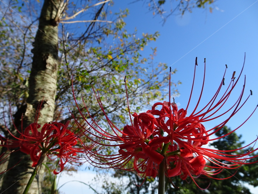 꽃,꽃무릇,상사화,하늘,빨강,식물,자연,plants,nature,꽃,flower
