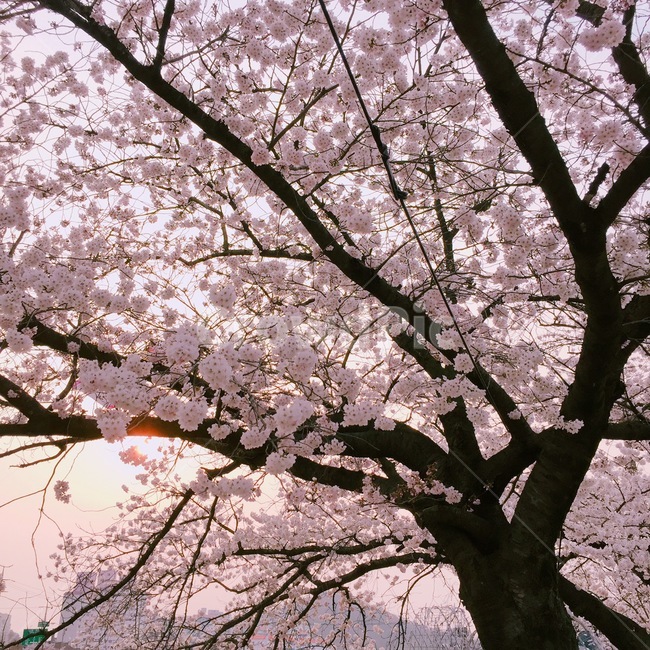 봄,벚꽃,화사함,청량함,꽃