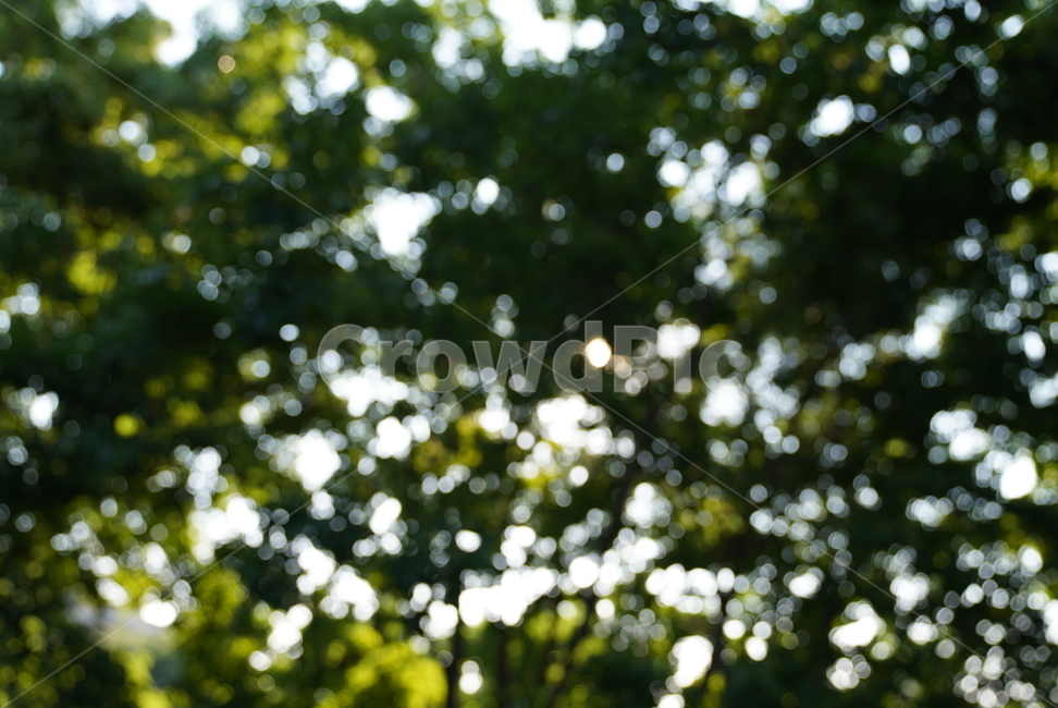 tree,나무,plant,식물,빛줄기,자연,풍경,nature,landscape