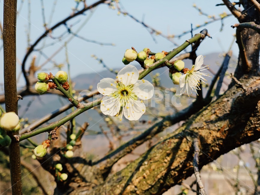 봄,꽃,꽃종류,야생화,flower,식물