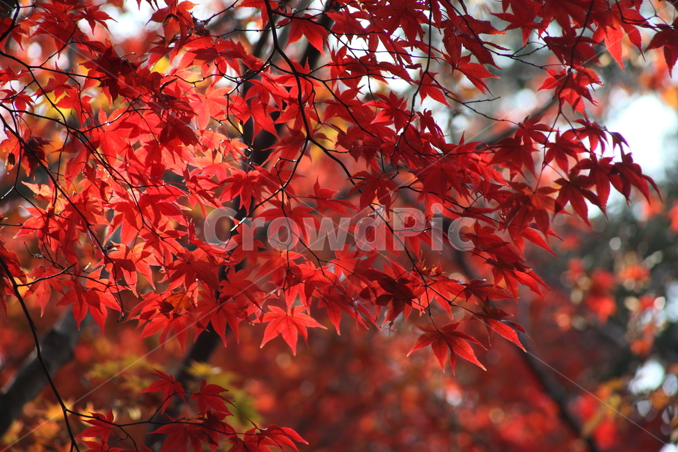 단풍,단풍나무,엽록소,가을,redleaves,가을,계절,fall,autumn,season,식물,자연,plants,nature,leaf,잎,plant,tree,나무,maple