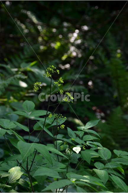 꿩의다리아재비,야생화,꽃,식물,자연,생태,플라워,flower,plants,nature,식물,자연,plants,nature,꽃,flower