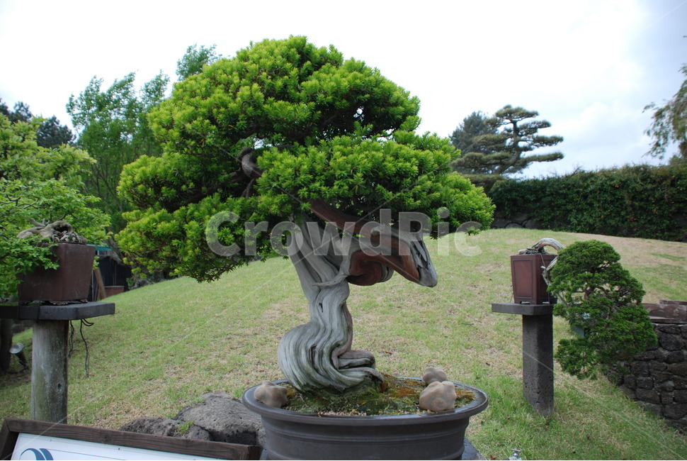 분재,화분,화초,향나무,침엽수,실내용화초,화분,화초,house plant