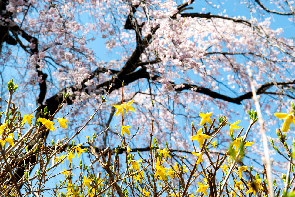 plant,식물,blossom,꽃,flower,벚꽃,cherryblossom,개나리,forsythia,spring,봄,풍경