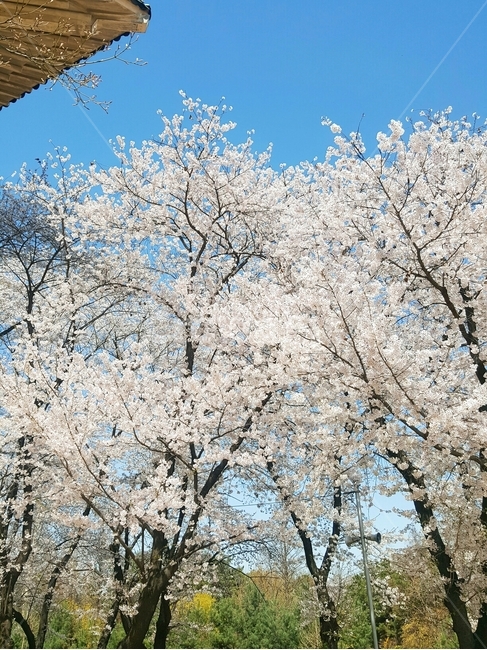 벚꽃,꽃,신선,spring,flower,plant,blossom,cherryblossom,fresh