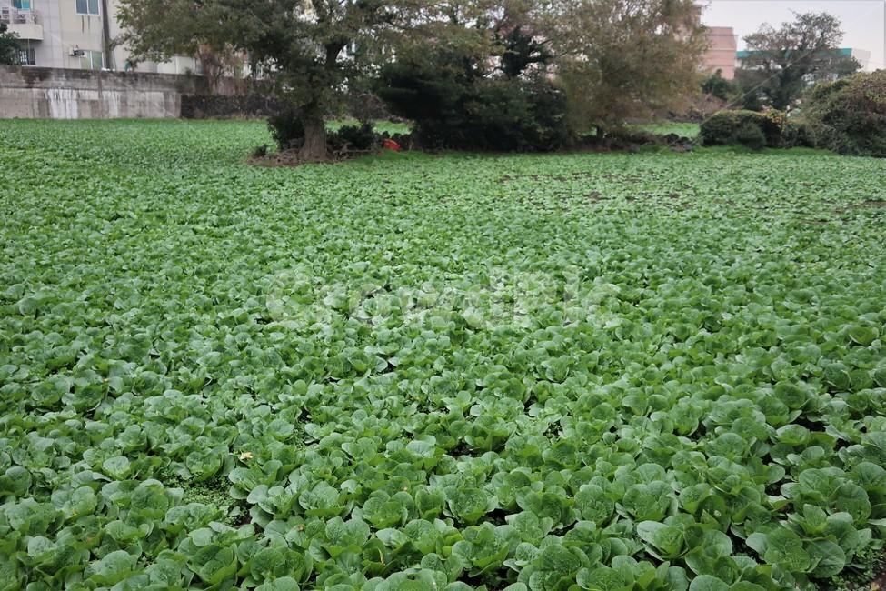 제주,배추,배추밭,농사,밭농사,수확,초록,야채,채소,식재료,식물,자연,plants,nature