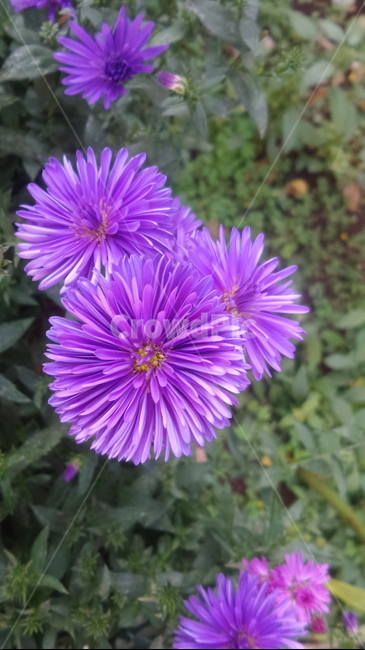 송엽국,번행초과,식물,보라색꽃,꽃