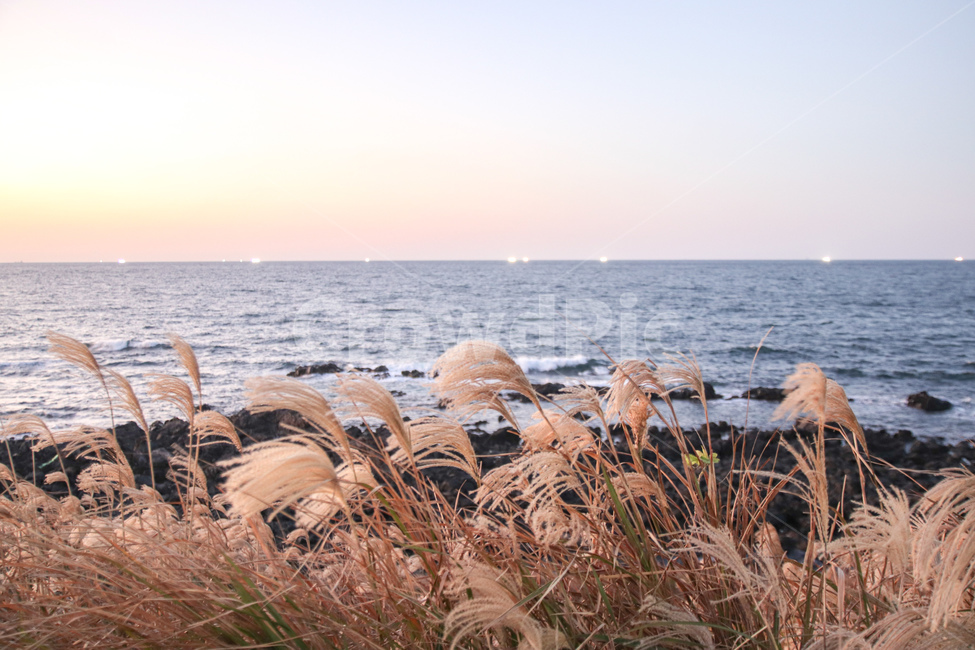 plant,식물,nature,바다,갈대,억새,가을풍경