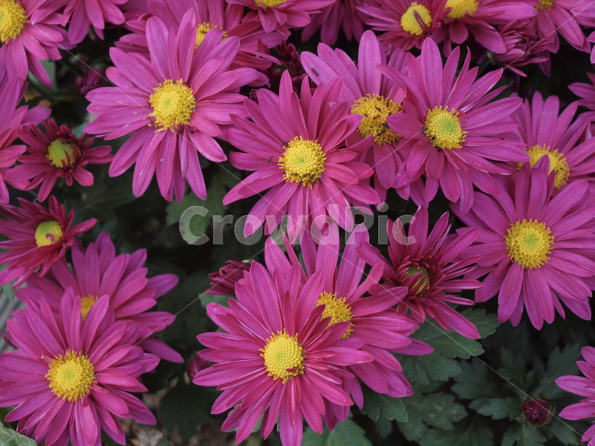 꽃,blossom,flower,식물,plant,달리아,dahlia