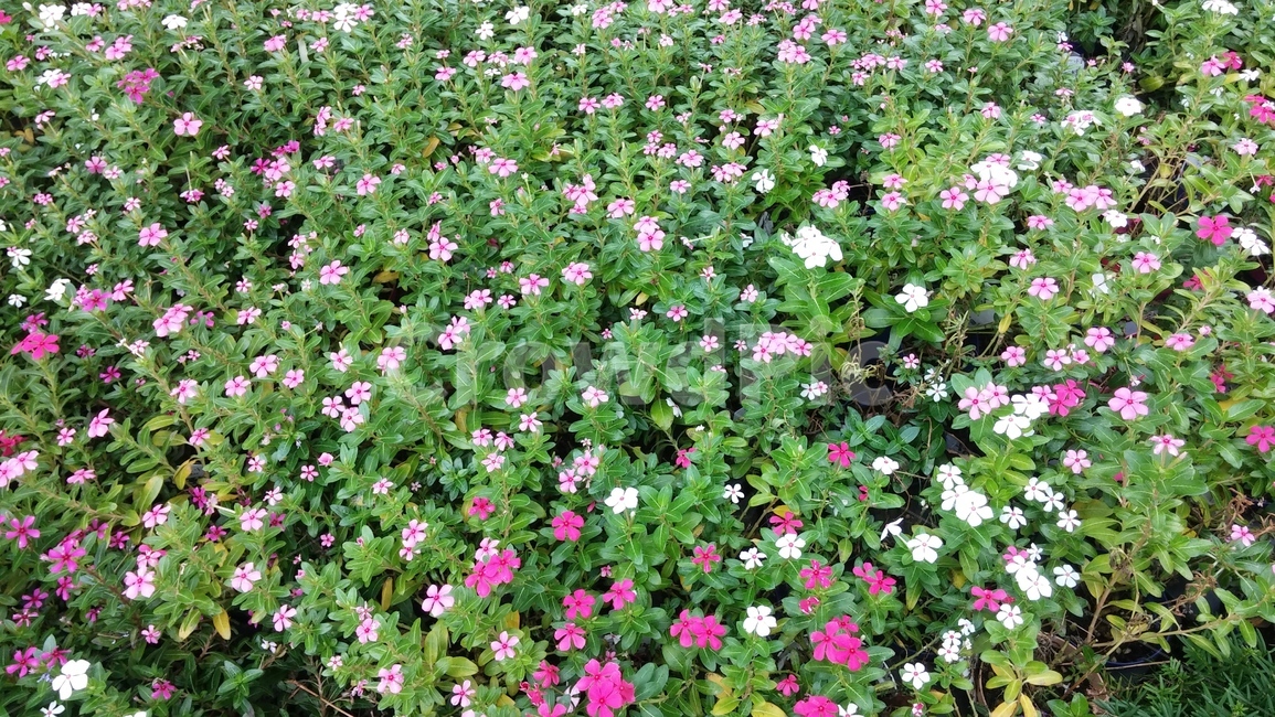 꽃,나무,돌,나비,벌,공원,숲,식물,자연,plants,nature,꽃,flower