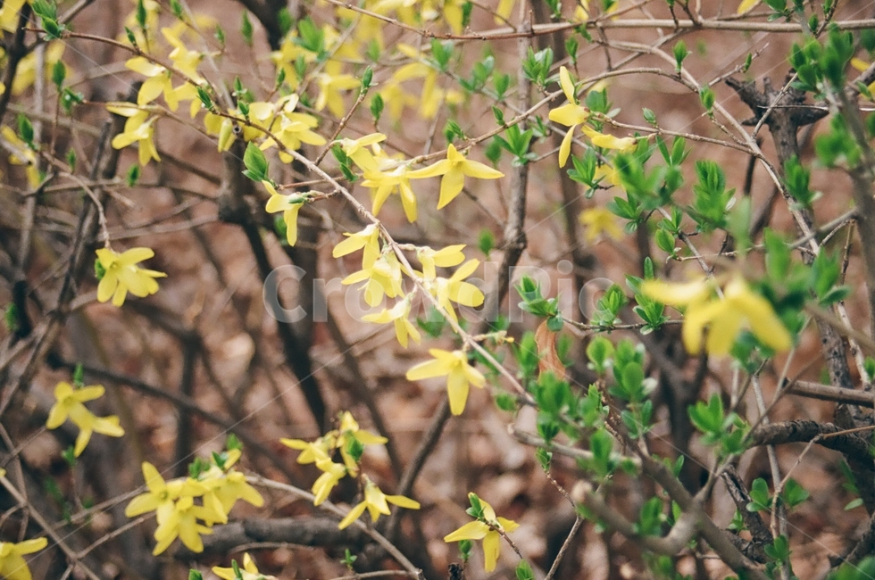 꽃,flower,감성사진,자연,nature,풍경,landscape